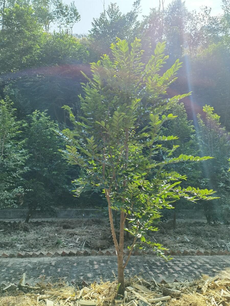 屋前种什么树最旺风水（门前最好种哪6种树最旺宅旺财） 第23张