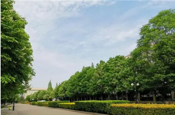 中国十大行道树（常见的行道树有哪些） 第13张