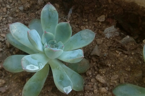沙发旁边适合放什么植物（沙发边上适合放的六种盆栽植物） 第9张