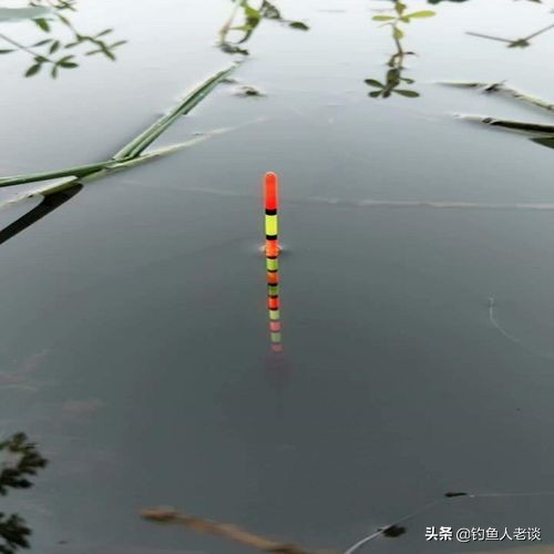 台钓基础技巧-浮漂的3种分类及其特点，建议钓鱼新手看完后收藏 第9张