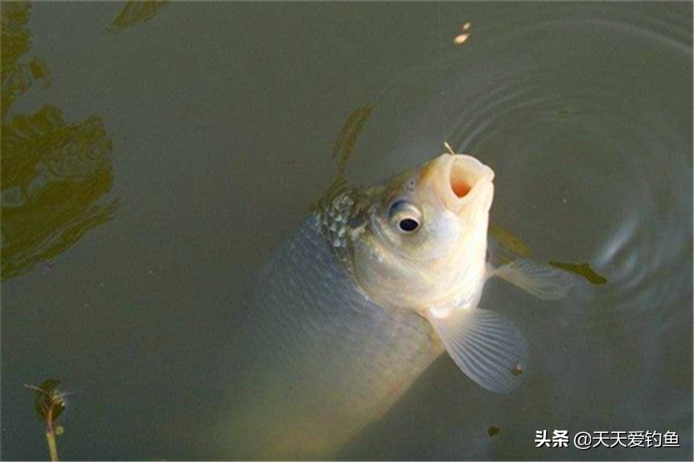 秋末冬初，正是钓大鲫鱼的时候，想要快速聚鱼，打窝手法要有变化 第5张