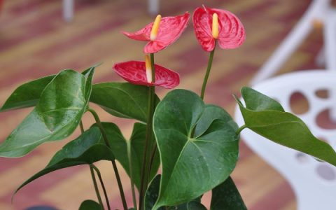 客厅适合养什么植物好,客厅最好养的六种植物排名