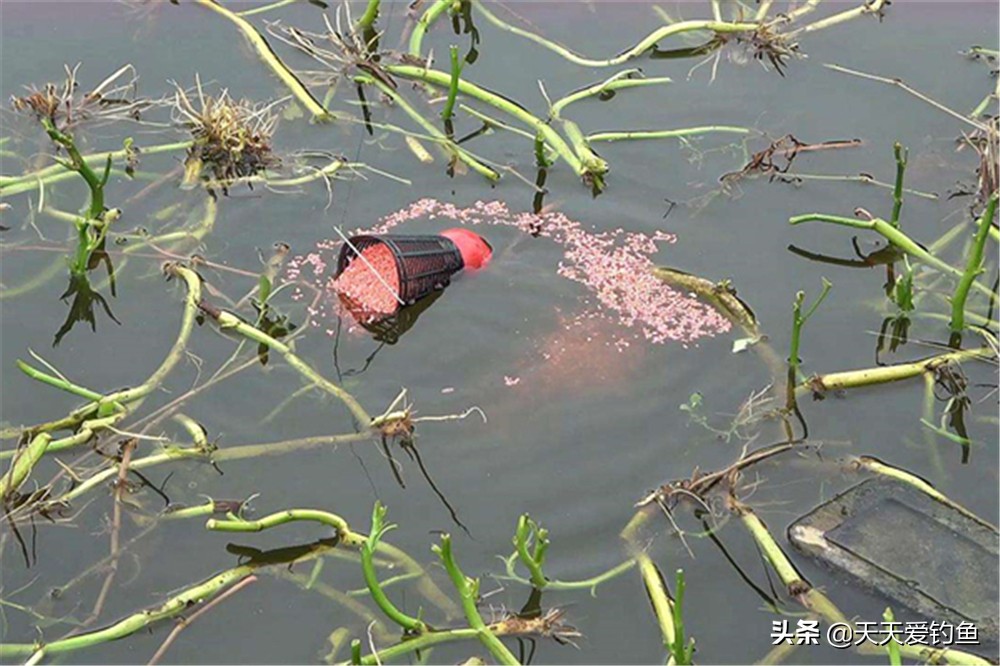 秋末冬初，正是钓大鲫鱼的时候，想要快速聚鱼，打窝手法要有变化 第7张