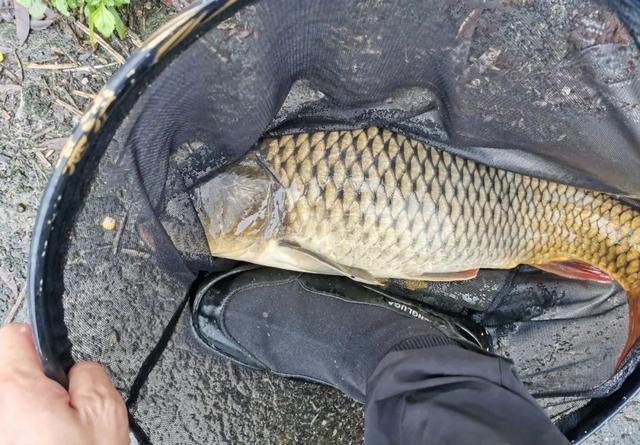 红薯做钓饵这样加工一下，不仅能钓到鲤鱼，还能兼顾大鲫鱼 第7张