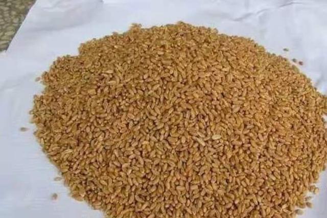 这饵简单更实用，鲫鲤鱼每一次狂咬不止 第1张