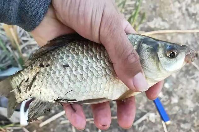 不花钱的饵料不用白不用，关键鲫鲤鱼特爱吃 第1张