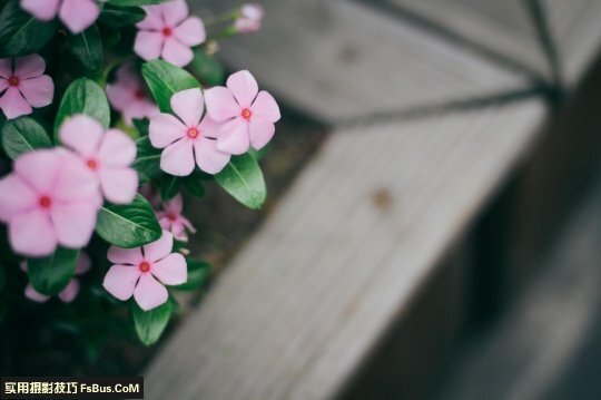 拍出别致花卉五个小技巧 第1张