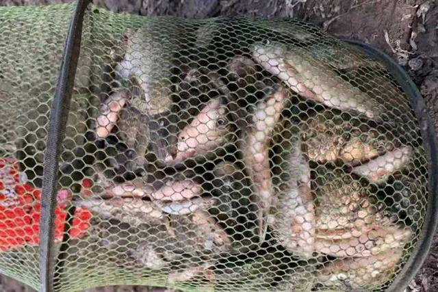 这4种鲫鱼饵，既简单又实用 第7张