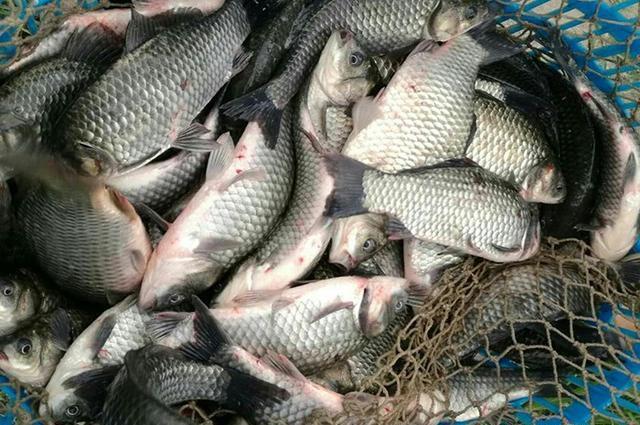 蓝鲫“蘸”着用，钓鱼效果远比拉着用强 第3张