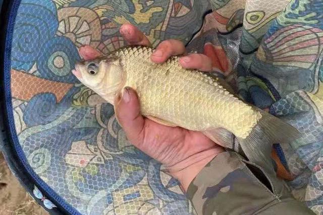 这种鲫鱼特效饵，做法非常简单，避杂鱼抗水流 第3张