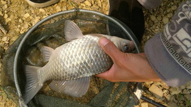 经典钓饵之麦粒，成本低效果好，制作方法和攻略分享 第5张