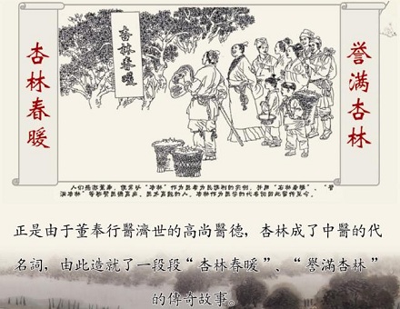 “杏林中人”中的“杏林”指的是什么？ 第3张