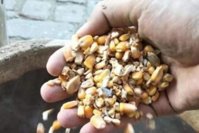 气温一高，我只想换用这鲤鱼饵 第5张