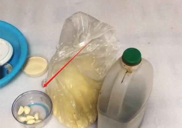大蒜钓鲢鳙，额外加上4款料，一钓一个准 第3张