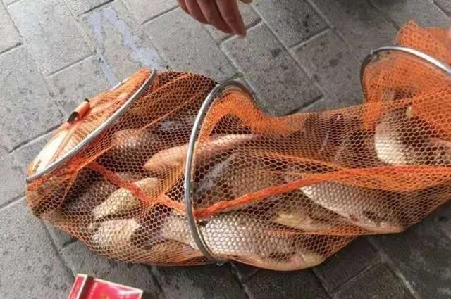 夏钓板鲫时，窝料这样配置才会大显神威 第7张