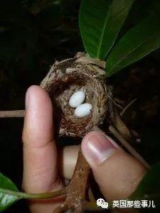全世界最小的鸟，虽然比蜜蜂大不了多少，但是羽毛依然绚烂无比～ 第5张