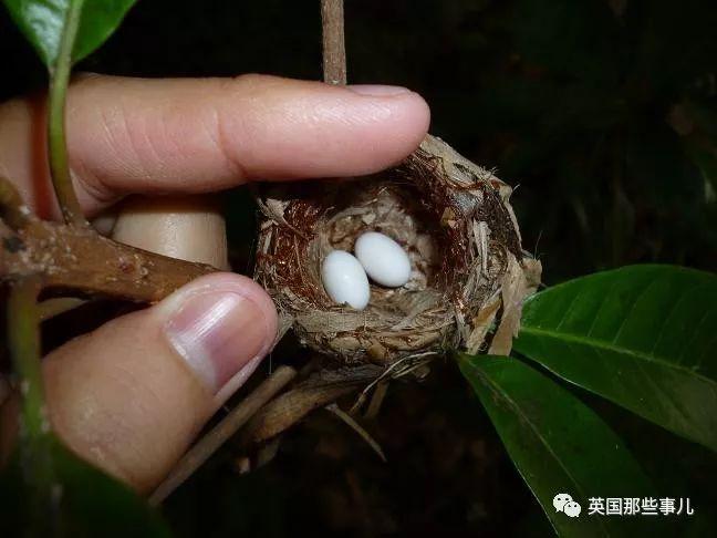 全世界最小的鸟，虽然比蜜蜂大不了多少，但是羽毛依然绚烂无比～ 第7张