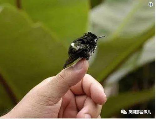 全世界最小的鸟，虽然比蜜蜂大不了多少，但是羽毛依然绚烂无比～ 第21张