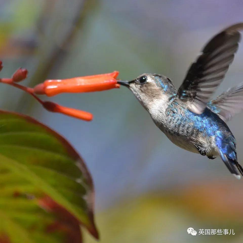 全世界最小的鸟，虽然比蜜蜂大不了多少，但是羽毛依然绚烂无比～ 第23张