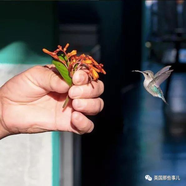 全世界最小的鸟，虽然比蜜蜂大不了多少，但是羽毛依然绚烂无比～ 第25张