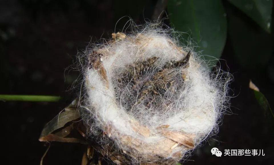 全世界最小的鸟，虽然比蜜蜂大不了多少，但是羽毛依然绚烂无比～ 第29张