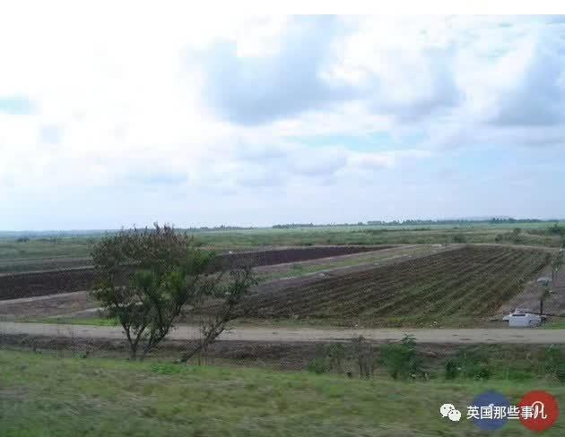 全世界最小的鸟，虽然比蜜蜂大不了多少，但是羽毛依然绚烂无比～ 第39张