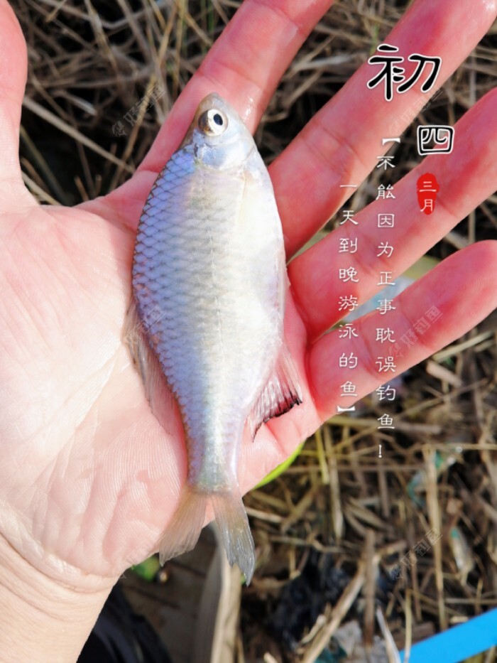 什么情况要调平水钓一两目，话空钩半水调漂 第3张