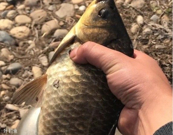 都是空钩调平水钓2目，为啥我的漂相更清晰？ 第1张
