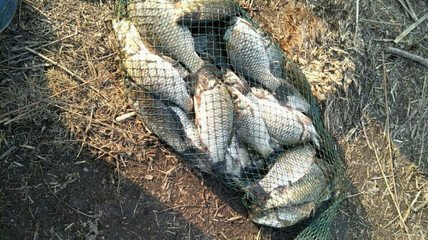 单钩带饵如何半水调漂 第5张