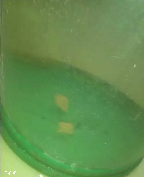 半水调漂挂蚯蚓饵的7个步骤 第13张