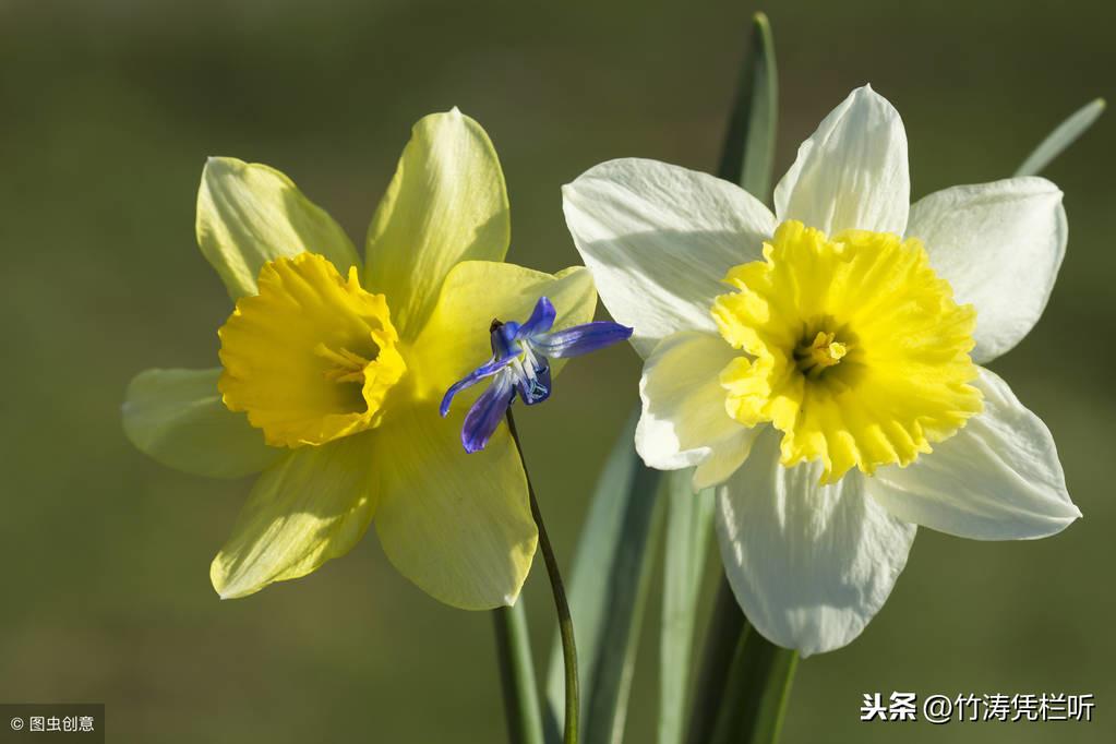 凌波仙子，我国十大名花之一 第3张