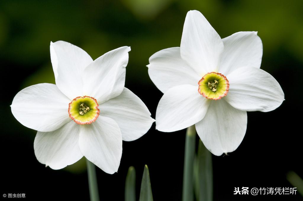 凌波仙子，我国十大名花之一 第9张