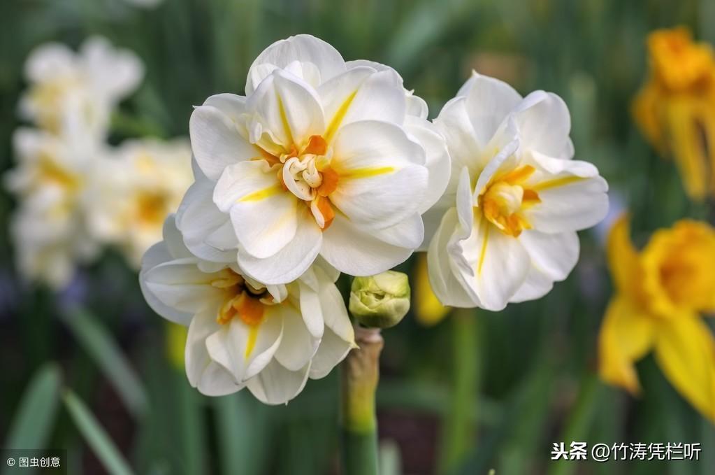 凌波仙子，我国十大名花之一 第19张