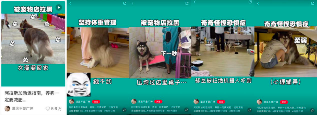 鸟哥笔记,新媒体,庄俊,自媒体,个人品牌,小红书,新媒体运营,新媒体运营,小红书,自媒体 第31张