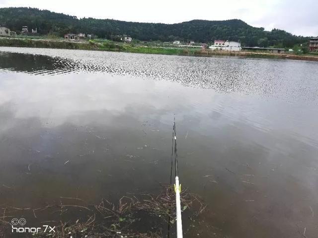 鲤鱼8钓8不钓，喜欢钓鲤鱼的请收好 第3张