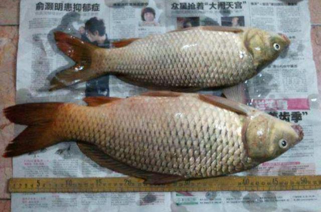 野钓鲤鱼的一些调漂方法与思路，而不是调的越钝越好 第7张