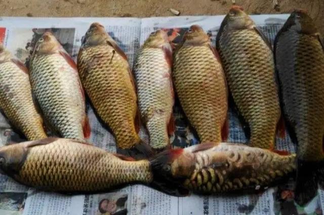 钓鲤鱼一直用的2个调漂套路，10年来一直用 第7张