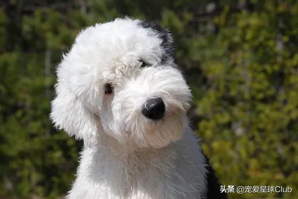 百科 | 古代英国牧羊犬，粘人的毛毛熊 第1张
