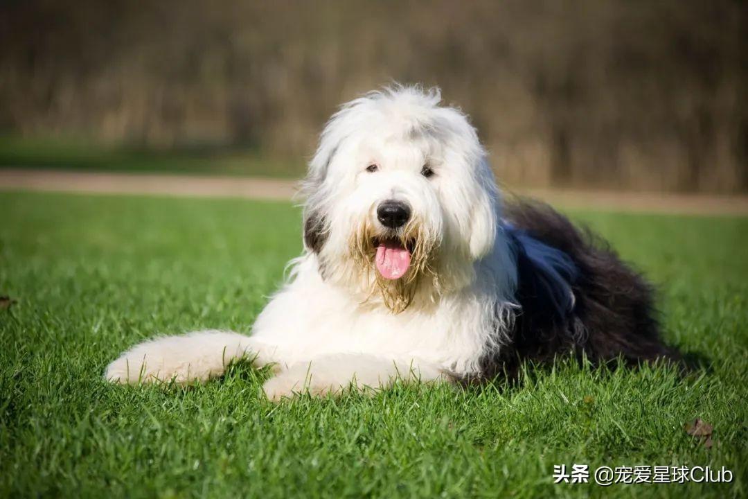 百科 | 古代英国牧羊犬，粘人的毛毛熊 第3张