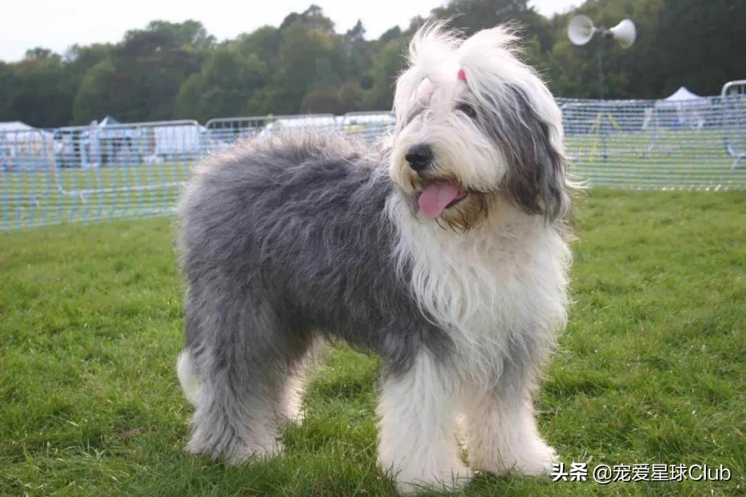 百科 | 古代英国牧羊犬，粘人的毛毛熊 第5张