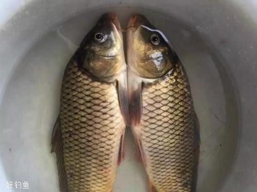 两种野钓鲤鱼调漂法，效果立竿见影 第5张