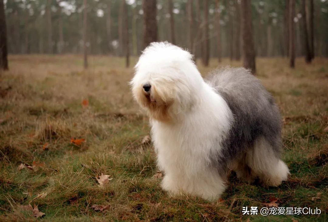 百科 | 古代英国牧羊犬，粘人的毛毛熊 第7张