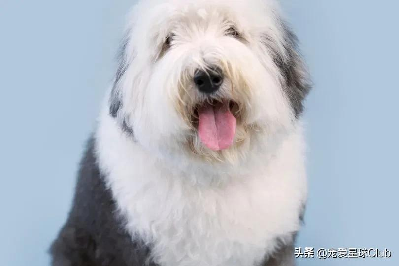 百科 | 古代英国牧羊犬，粘人的毛毛熊 第9张