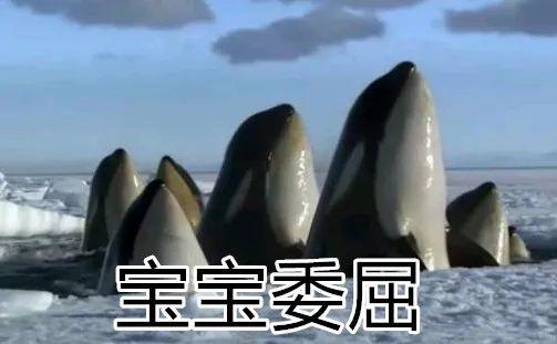 座头鲸为什么老跟虎鲸过不去呢 第3张