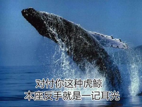 座头鲸为什么老跟虎鲸过不去呢 第9张