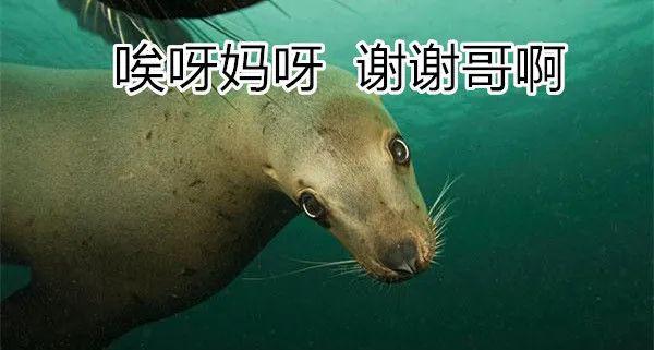 座头鲸为什么老跟虎鲸过不去呢 第17张