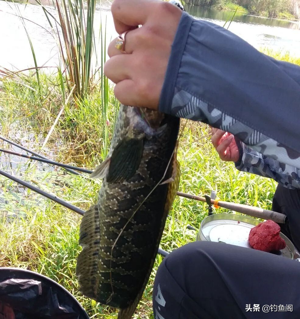 老手一根竿、新手摆地摊？错！把鱼钓上来才是王道 第3张