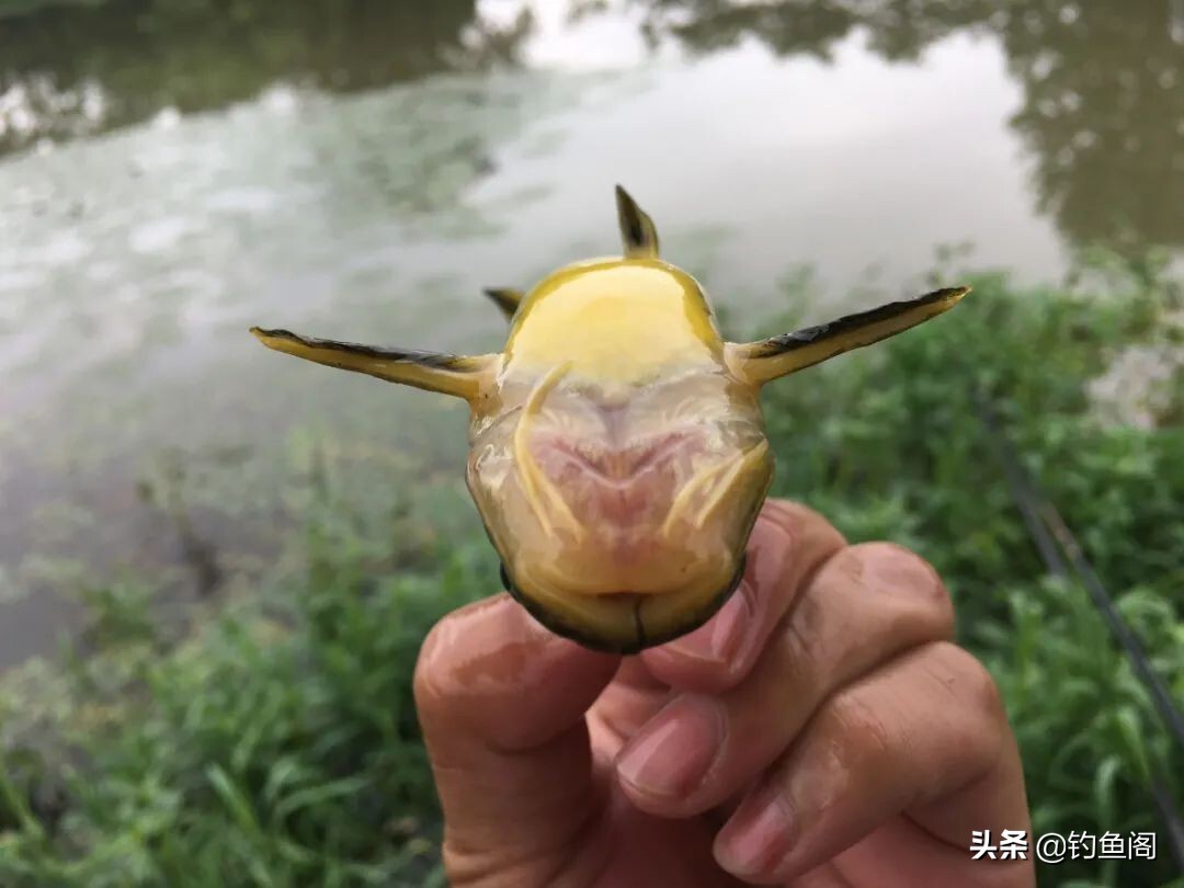 老手一根竿、新手摆地摊？错！把鱼钓上来才是王道 第9张