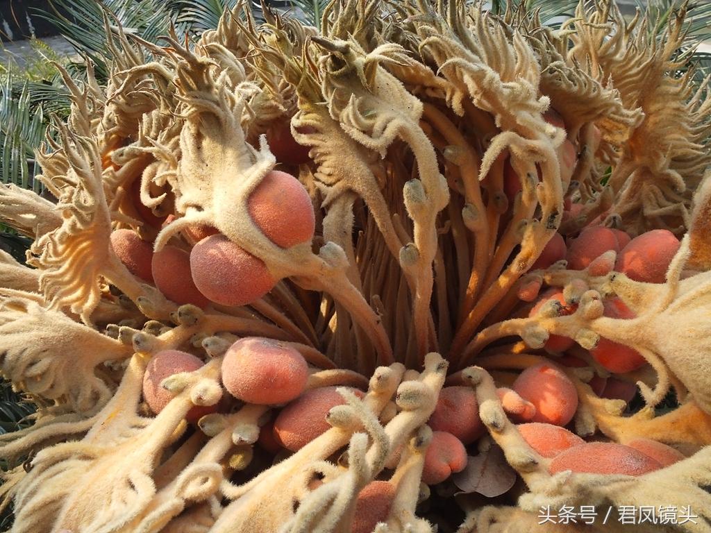 铁树结出“凤凰蛋”：有毒，别吃 第1张