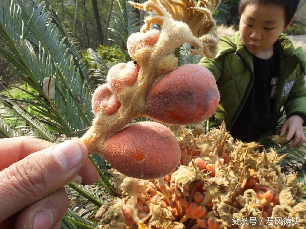 铁树结出“凤凰蛋”：有毒，别吃 第9张